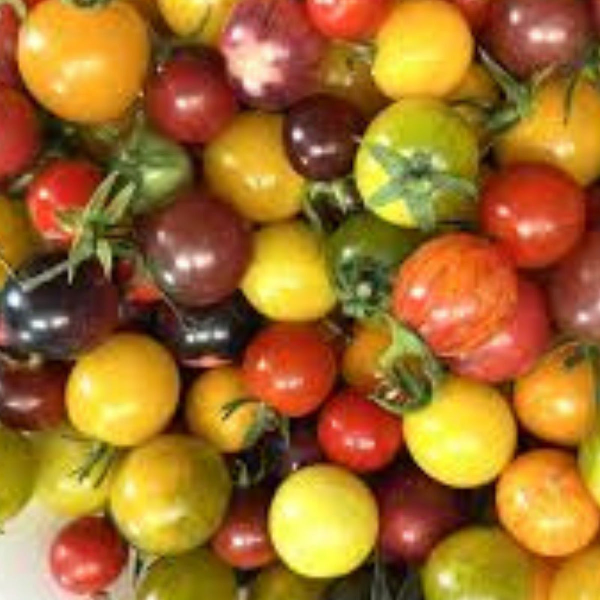 Black Cherry Tomato Seeds, 100+ Organic Heirloom Vegetable Seeds, Midnight Snack Variety, Solanum lycopersicum, Garden Planting