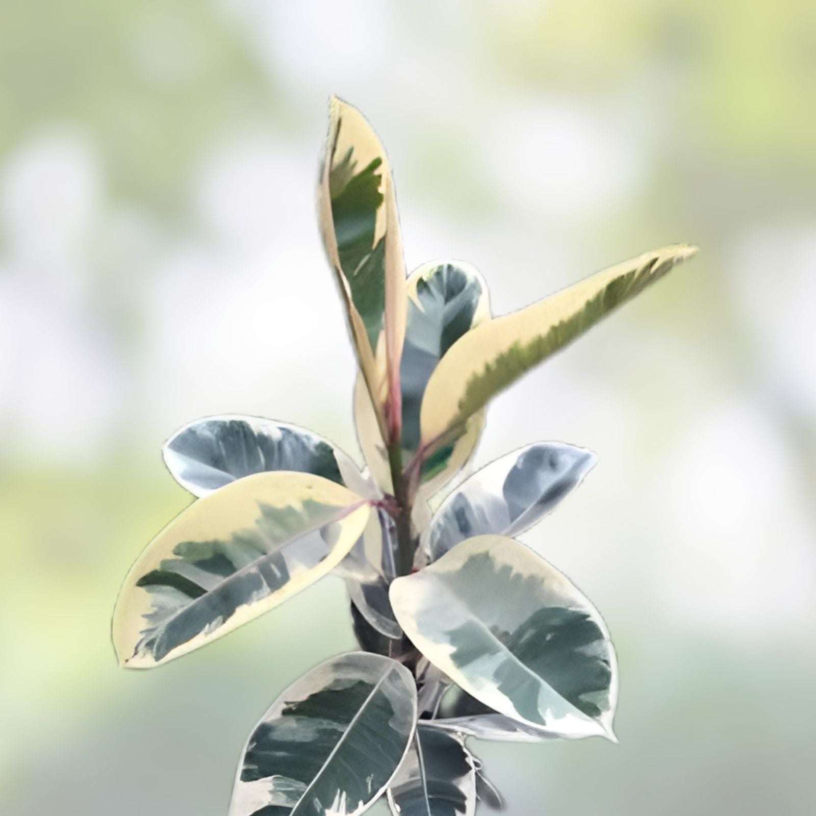 Tineke Rubber Tree Plant Ficus elastica Variegated Live Starter Plant Small Rooted Houseplant