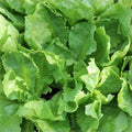 Endive Seeds 500 Count Heirloom Broadleaf Batavian Non-GMO Vegetable Seeds for Gardening, Cichorium endivia, Live Plant, Cutting, Starter Plant