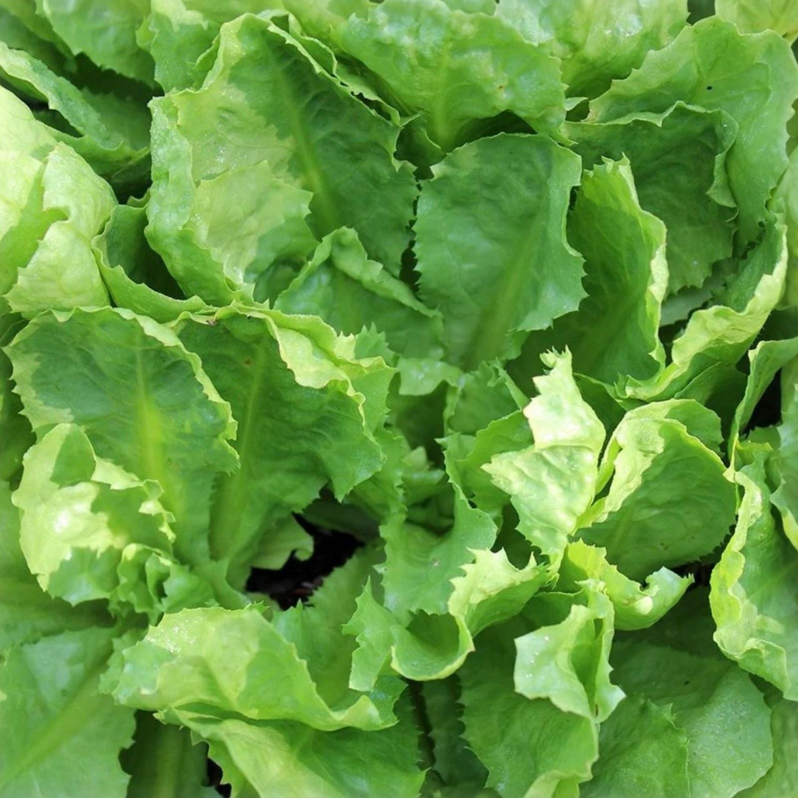 Endive Seeds 500 Count Heirloom Broadleaf Batavian Non-GMO Vegetable Seeds for Gardening, Cichorium endivia, Live Plant, Cutting, Starter Plant
