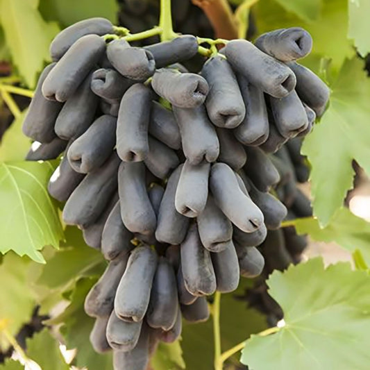 Grape Vine Cuttings Moon Drops Vitis vinifera Fruit Plant Propagation Live Starter Plant