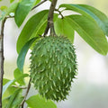 Soursop Seeds 8+ Pack Annona Muricata Tropical Fruit Plant Live Seeds Organic Gardening Graviola Starter Plants