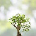 Japanese White Lilac Bonsai Seeds – Syringa reticulata – 30 Seeds for Cultivation and Planting Supplies