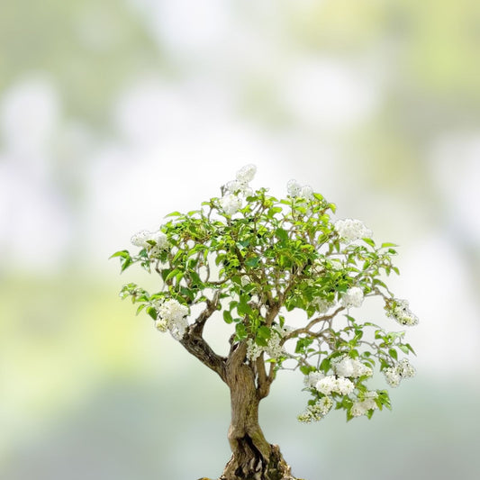 Japanese White Lilac Bonsai Seeds – Syringa reticulata – 30 Seeds for Cultivation and Planting Supplies