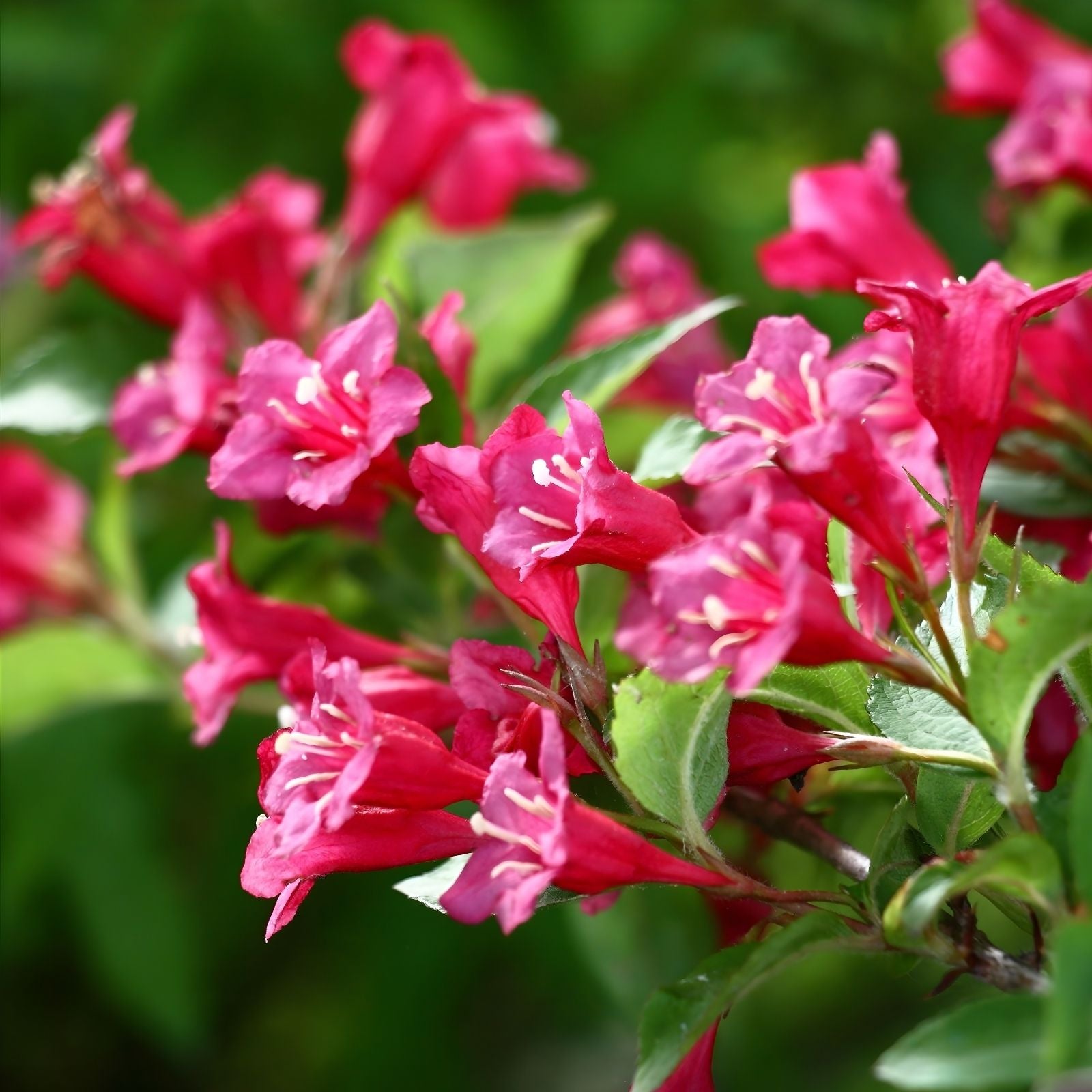 Weigela florida 'Minuet' Live Bare Root Plant 8-12 Inches Rosy Pink Flowers Garden Shrub