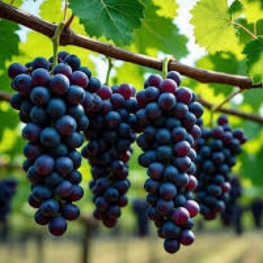 Organic Kyoho Grape Cuttings - Vitis vinifera Live Plant Starter, Bare Root, Home Garden, Fresh Harvest Quality