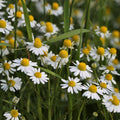 German Chamomile Seeds – Matricaria chamomilla, Heirloom Non-GMO, Herbal Tea Plant, Aromatic Flower, Organic Gardening, 500 Seeds