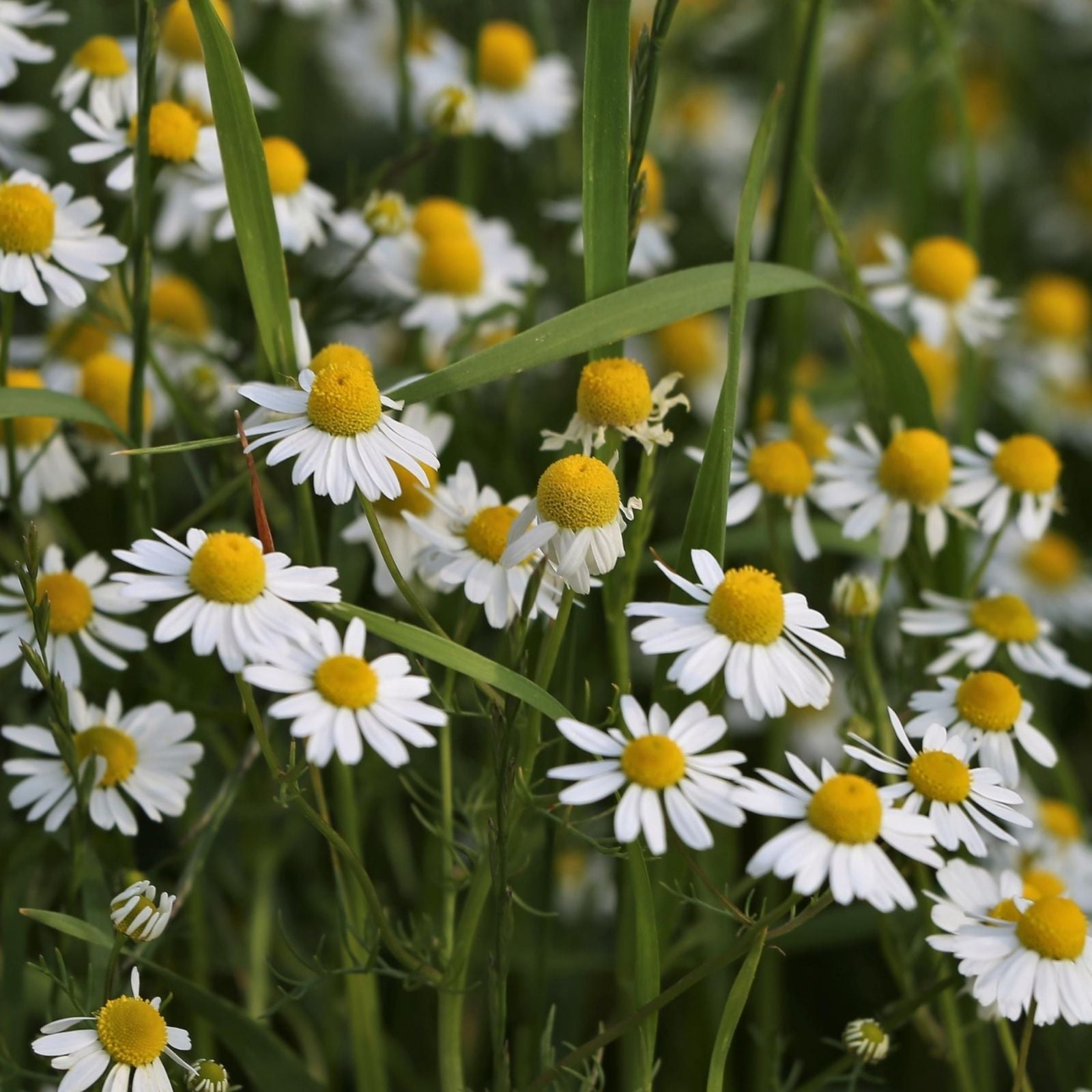 German Chamomile Seeds – Matricaria chamomilla, Heirloom Non-GMO, Herbal Tea Plant, Aromatic Flower, Organic Gardening, 500 Seeds