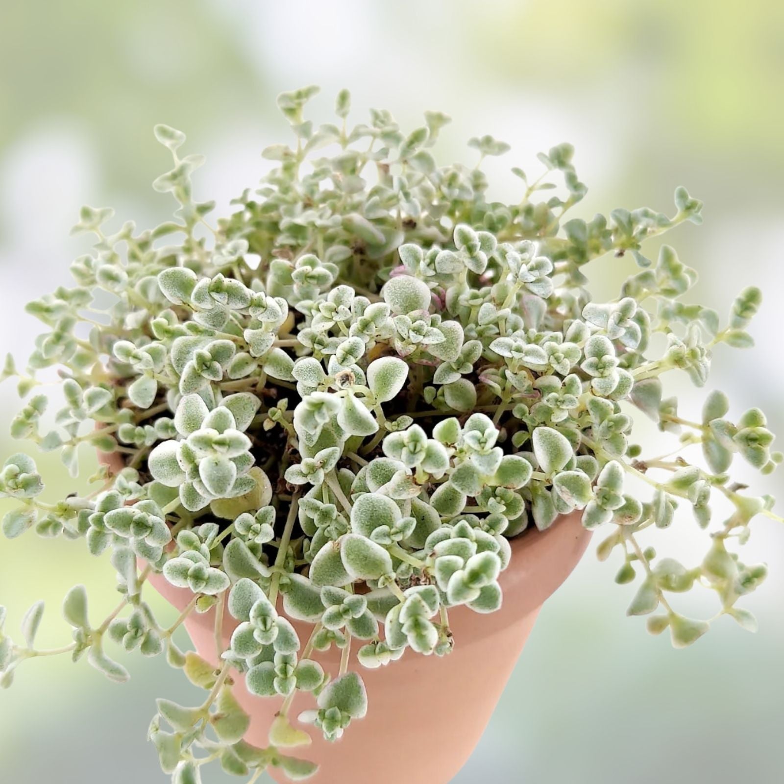 Sedum 'Little Missy' Succulent Live Plant 4" Bare Roots, Drought-Tolerant Garden Decor, Easy Care, Hardy Crassulaceae