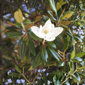 Southern Magnolia Trees 6-Pack, 10" Live Plants, Magnolia grandiflora, Drought-Resistant Evergreen Shrubs