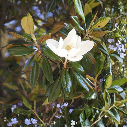 Southern Magnolia Trees 6-Pack, 10" Live Plants, Magnolia grandiflora, Drought-Resistant Evergreen Shrubs