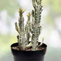 Variegated Euphorbia Lactea White Ghost Succulent Plant 11" Pot Rare Houseplant Decor