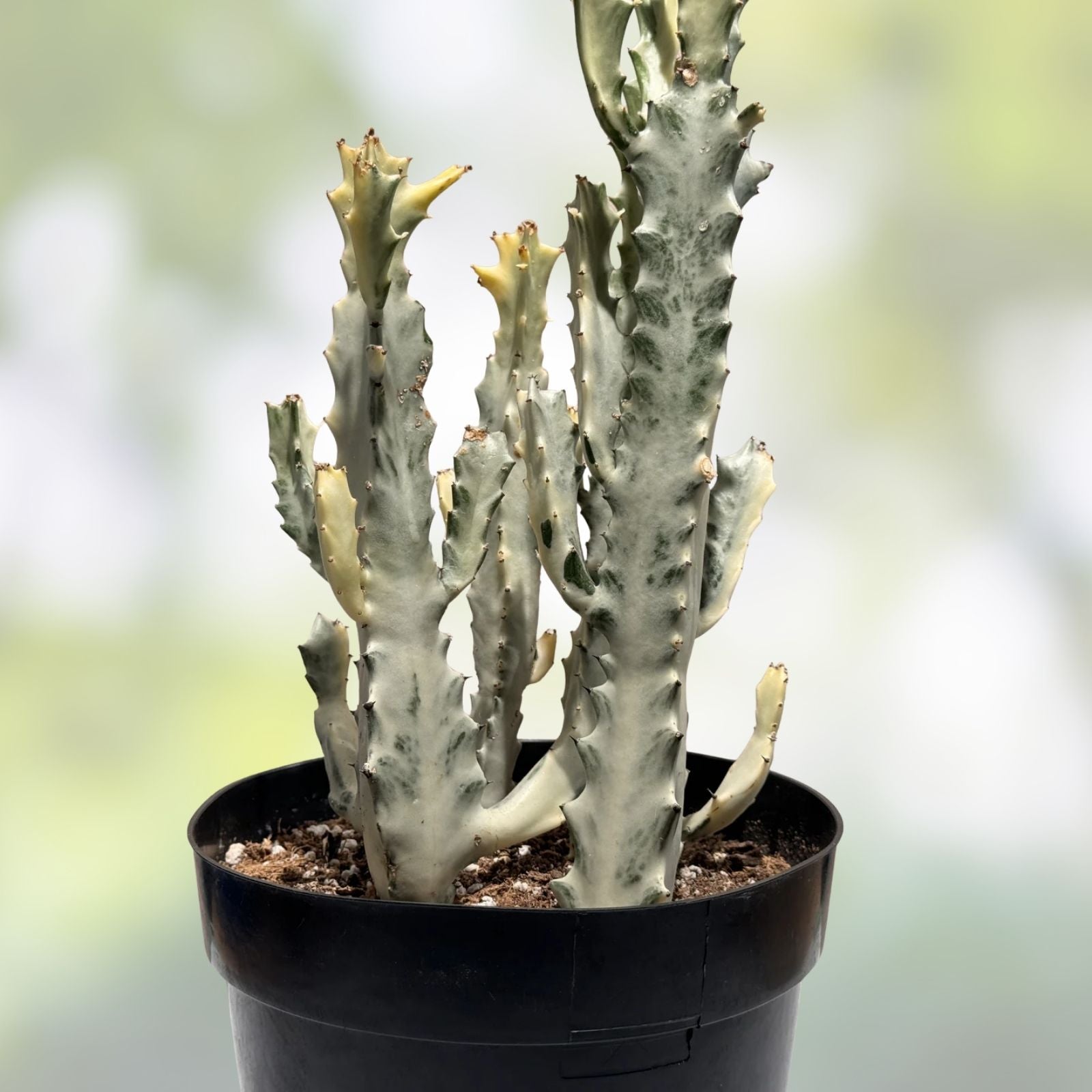 Variegated Euphorbia Lactea White Ghost Succulent Plant 11" Pot Rare Houseplant Decor