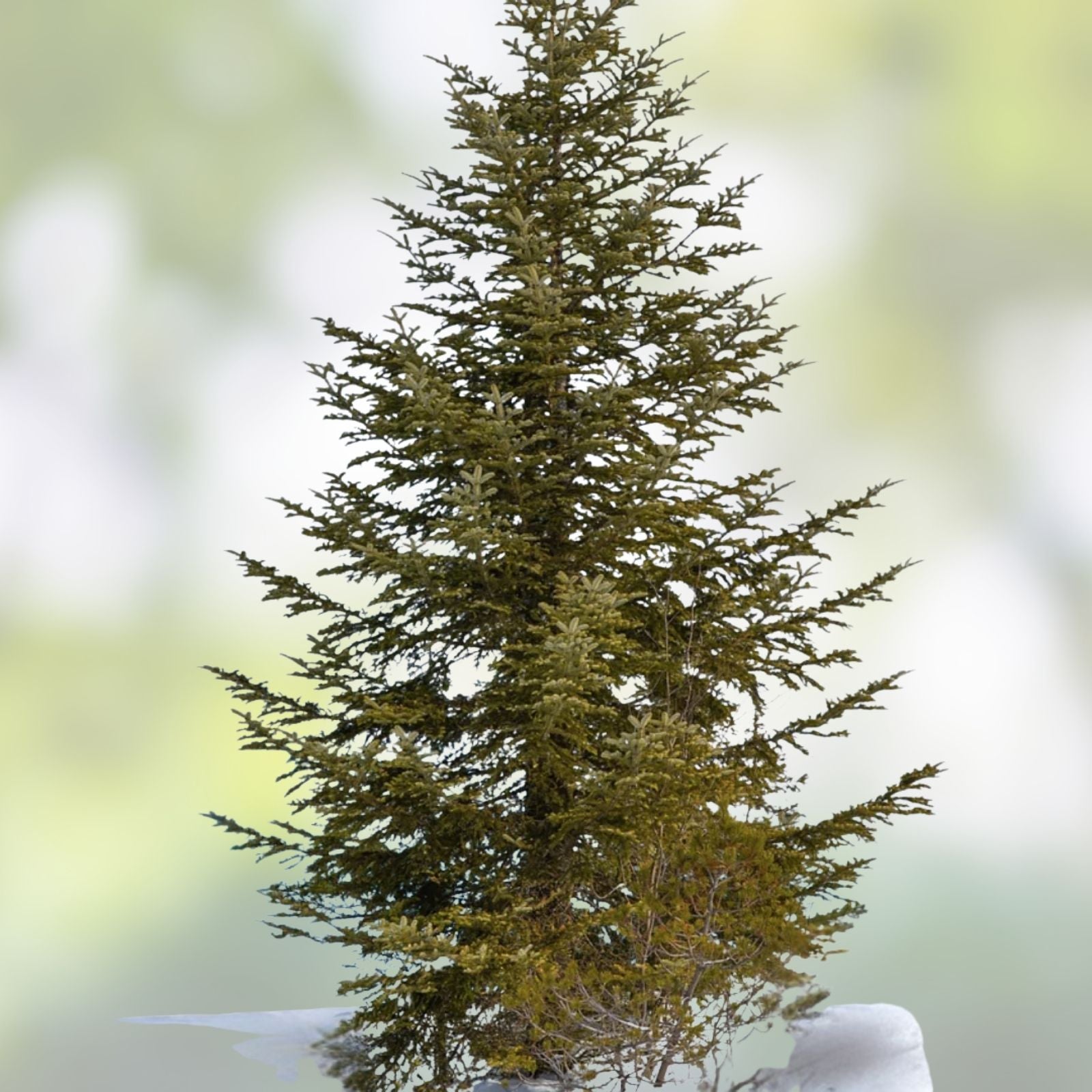 Chokecherry Bush Seedlings for Planting - Prunus virginiana - Native Fruit Plant - Hardy Perennial Shrubs - New Harvest Quality
