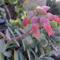 Kalanchoe Panamensis Succulent Cuttings 6 Pack Live Plants Propagation Houseplant Gardening 5 Inch