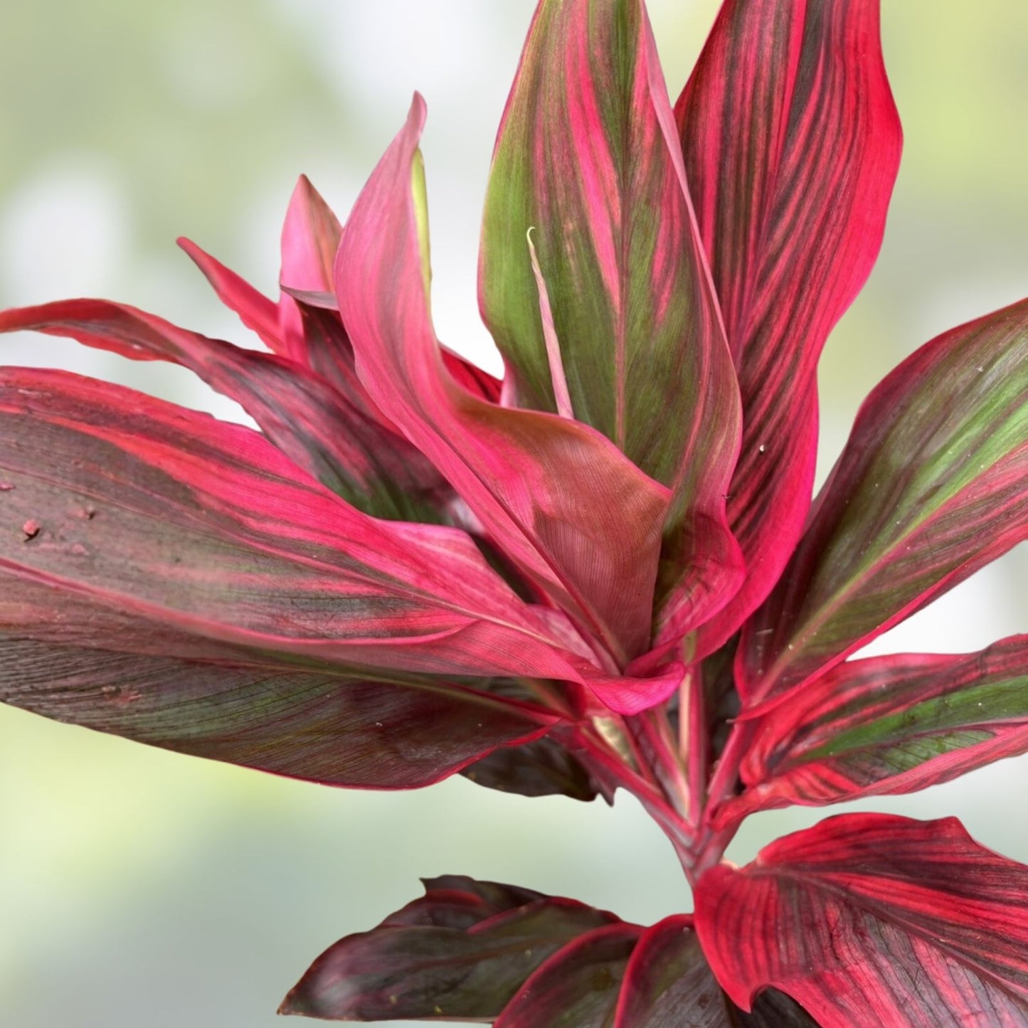 Hawaiian Ti Leaf Cuttings Cordyline fruticosa Tropical Plant Starter Live Green Pink Red Hybrid 6-inch