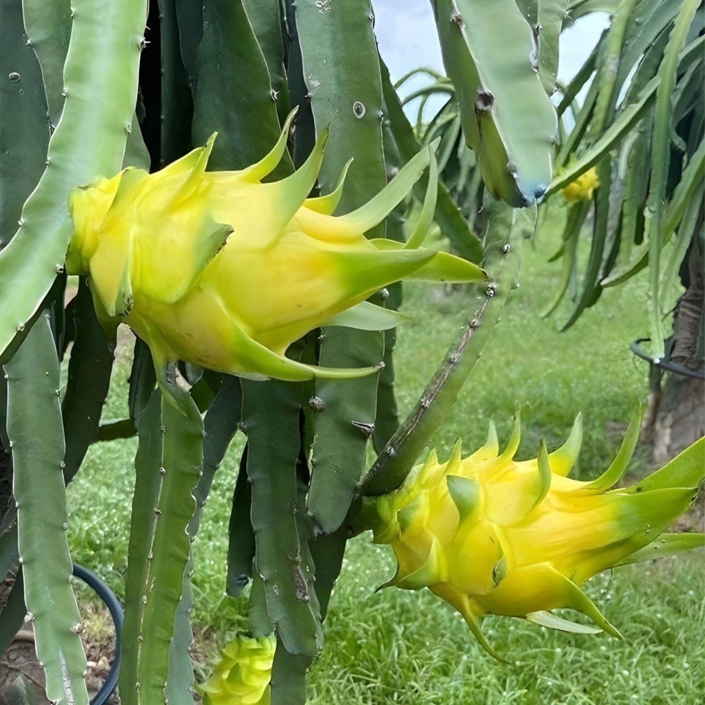 White Flesh Dragon Fruit Cutting 10-12 Inch Pitaya Succulent Cactus No Root Hylocereus undatus