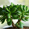 Jade Plant Cutting Crassula ovata Succulent Starter Plant 0.75-1 Inch Diameter Houseplant Gardening