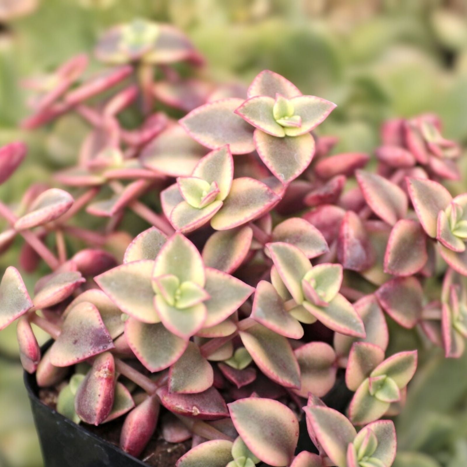 Variegated Jade Plant Crassula pellucida subsp. marginalis 'Variegata' Succulent Cuttings, Indoor Houseplant, Easy Care