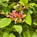 Tea Berry Shrub Seeds Witherod Viburnum Cassinoides Edible Fruits Garden Landscaping Plant