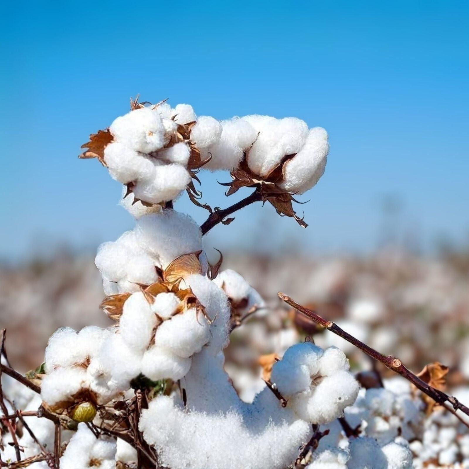 White Cotton Seeds 30 Count Buranda Variety Non-GMO Gossypium Planting Starter Live Plant Cutting