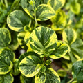 Peperomia Angulata Variegated Cutting – Live Houseplant, Pet-Friendly, 4-Inch Starter Plant, Funky Frog Variegation