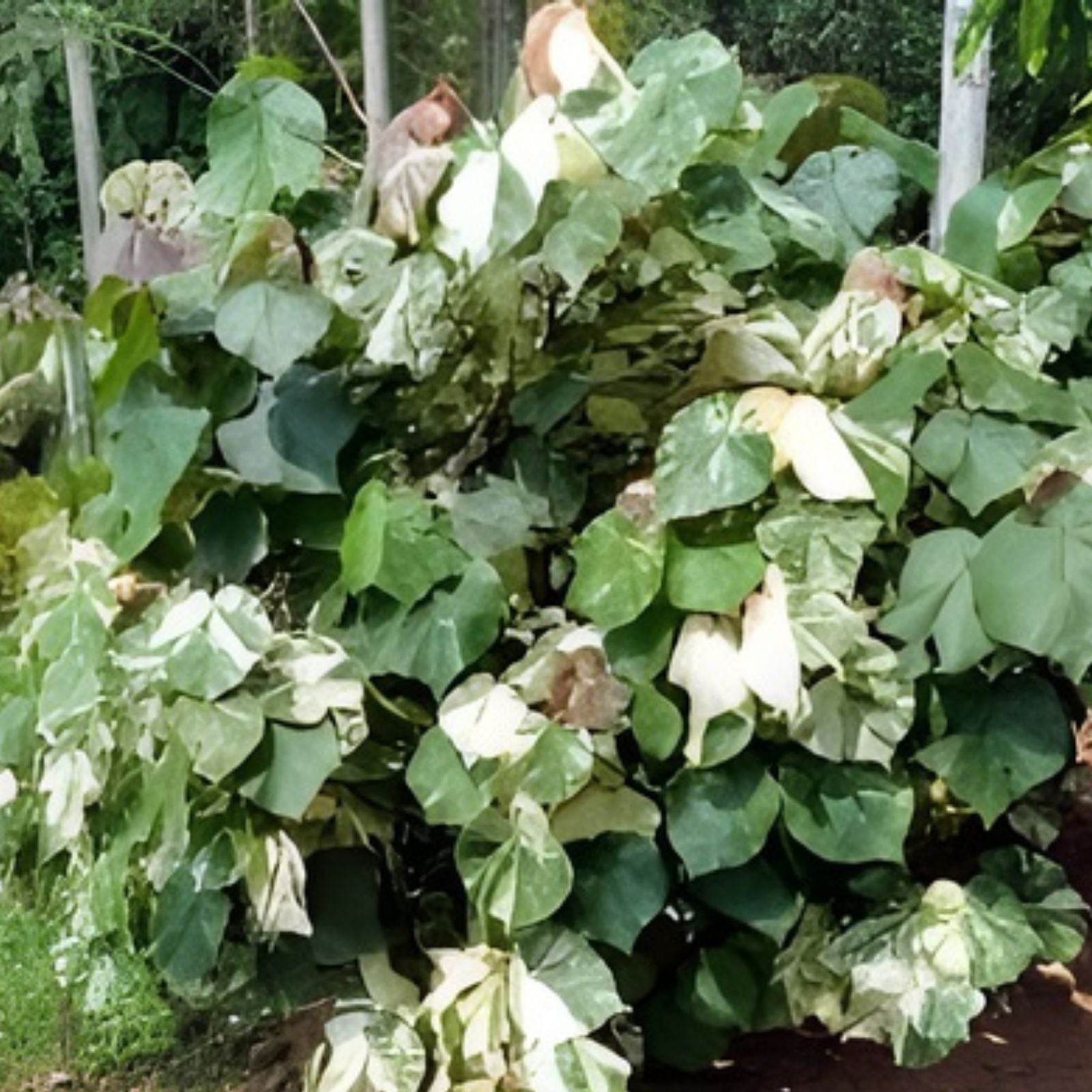 Variegated Mahoe Hibiscus Tree Cutting - Tropical Foliage - Hibiscus tiliaceus - Rooted Plant for Garden and Landscape