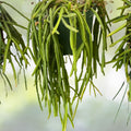 Rhipsalis Pacheco Leonis Live Plant Cutting | Indoor Cactus Succulent for Home Decor | Rare Houseplant Starter