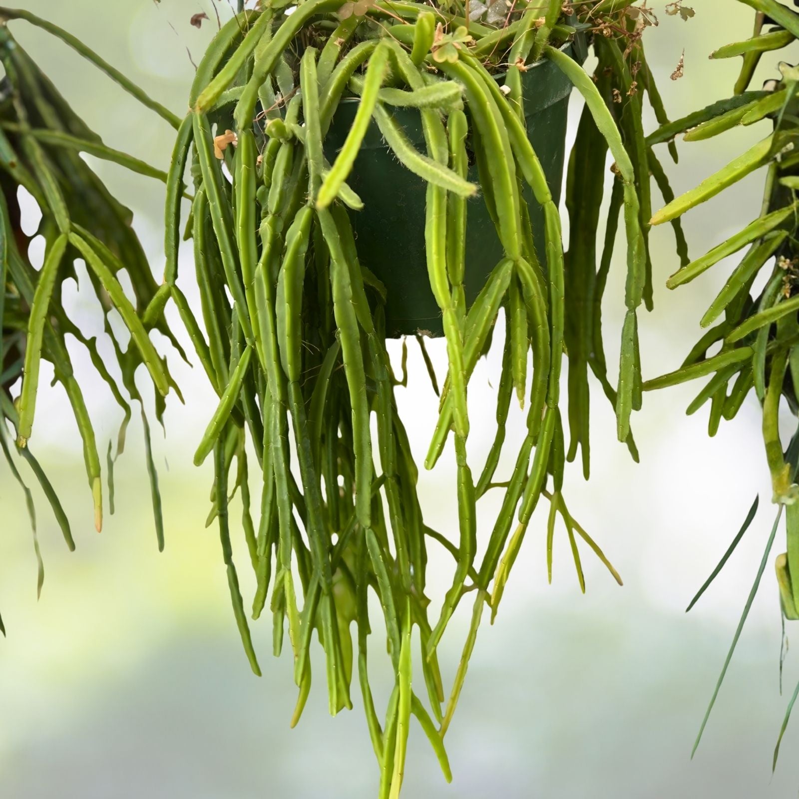 Rhipsalis Pacheco Leonis Live Plant Cutting | Indoor Cactus Succulent for Home Decor | Rare Houseplant Starter