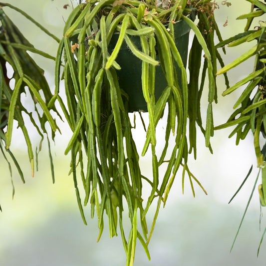 Rhipsalis Pacheco Leonis Live Plant Cutting | Indoor Cactus Succulent for Home Decor | Rare Houseplant Starter
