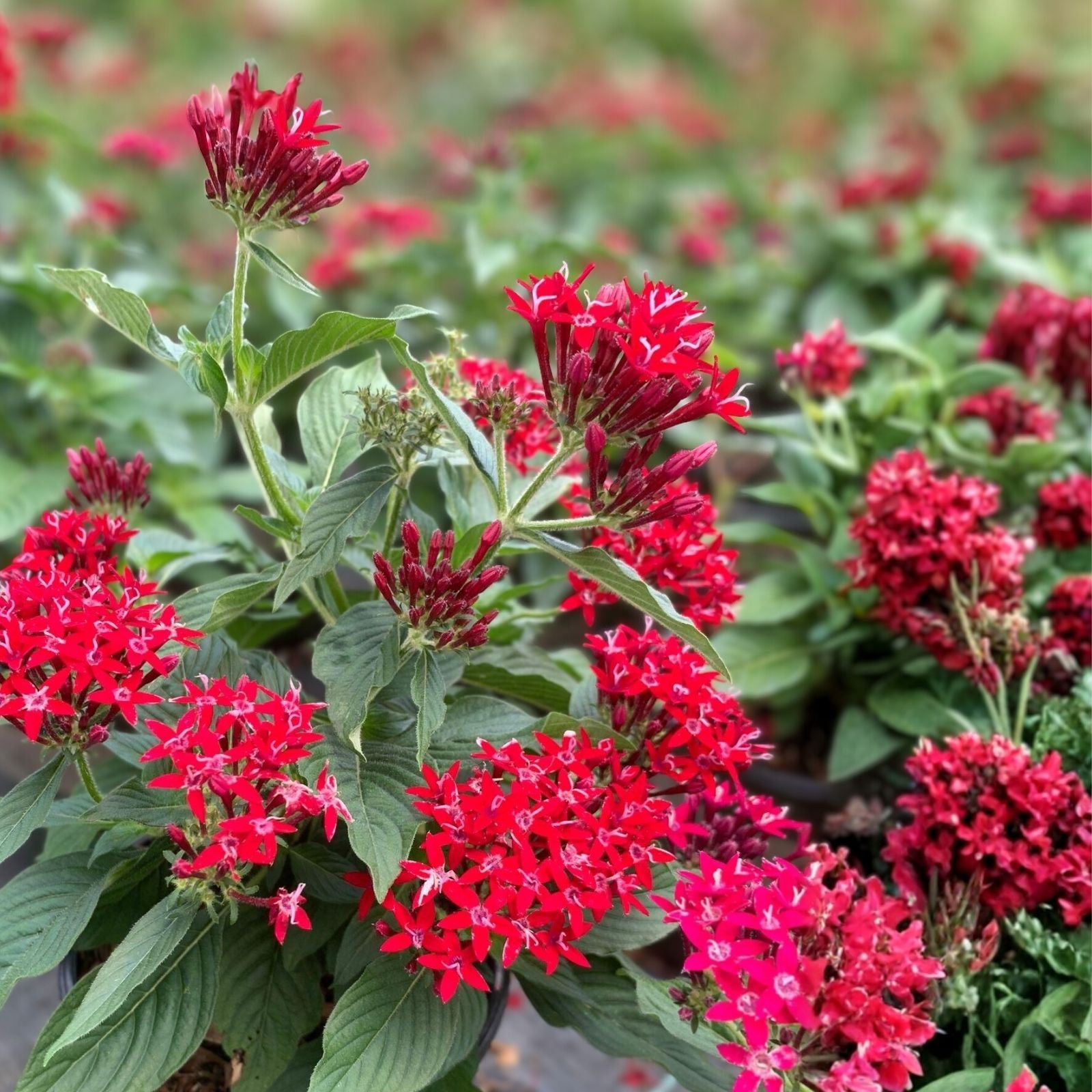 Celosia Seeds Bright Sparks Scarlet 500 Count | Flower Seeds for Garden & Indoor Planting | Celosia argentea Starter Plant