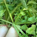Radish Seeds Hailstone White Non-GMO Vegetable Gardening Raphanus sativus 50+ Starter Plants