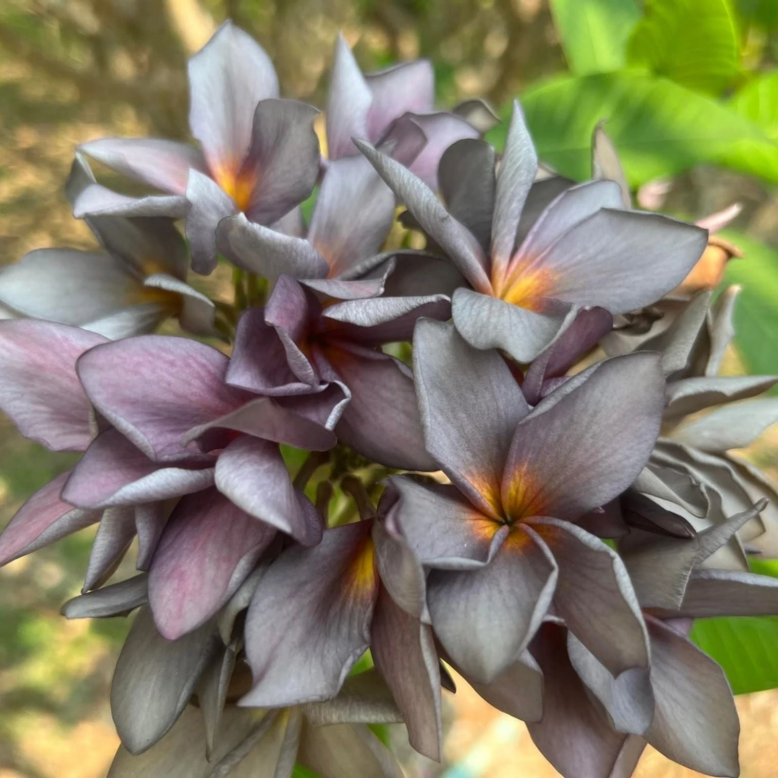 Plumeria Cutting Black Purple Frangipani Live Plant Tropical Flowering Plant Grafting Ready Houseplant