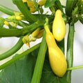 Early Prolific Straight Neck Squash Seeds 100 Count Heirloom Cucurbita pepo Vegetable Seeds