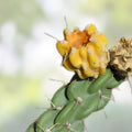 Tree Cholla Cuttings - Cylindropuntia imbricata - Drought-Tolerant Succulent for Gardens and Landscapes - Fast Shipping