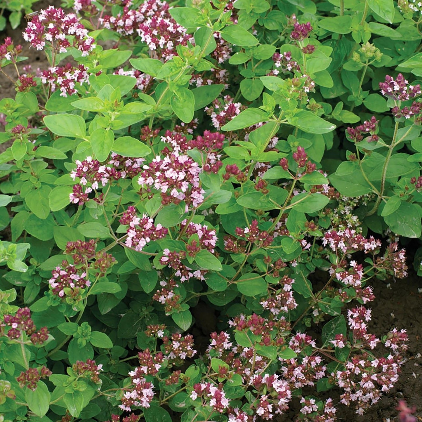 Oregano Seeds Greek Variety 500 Pack Culinary Herb Garden Planting Origanum vulgare var. hirtum