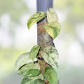 Rooted Cutting Scindapsus Jade Satin Marble Live Plant Epipremnum aureum, Houseplant, Indoor Plant, US Seller