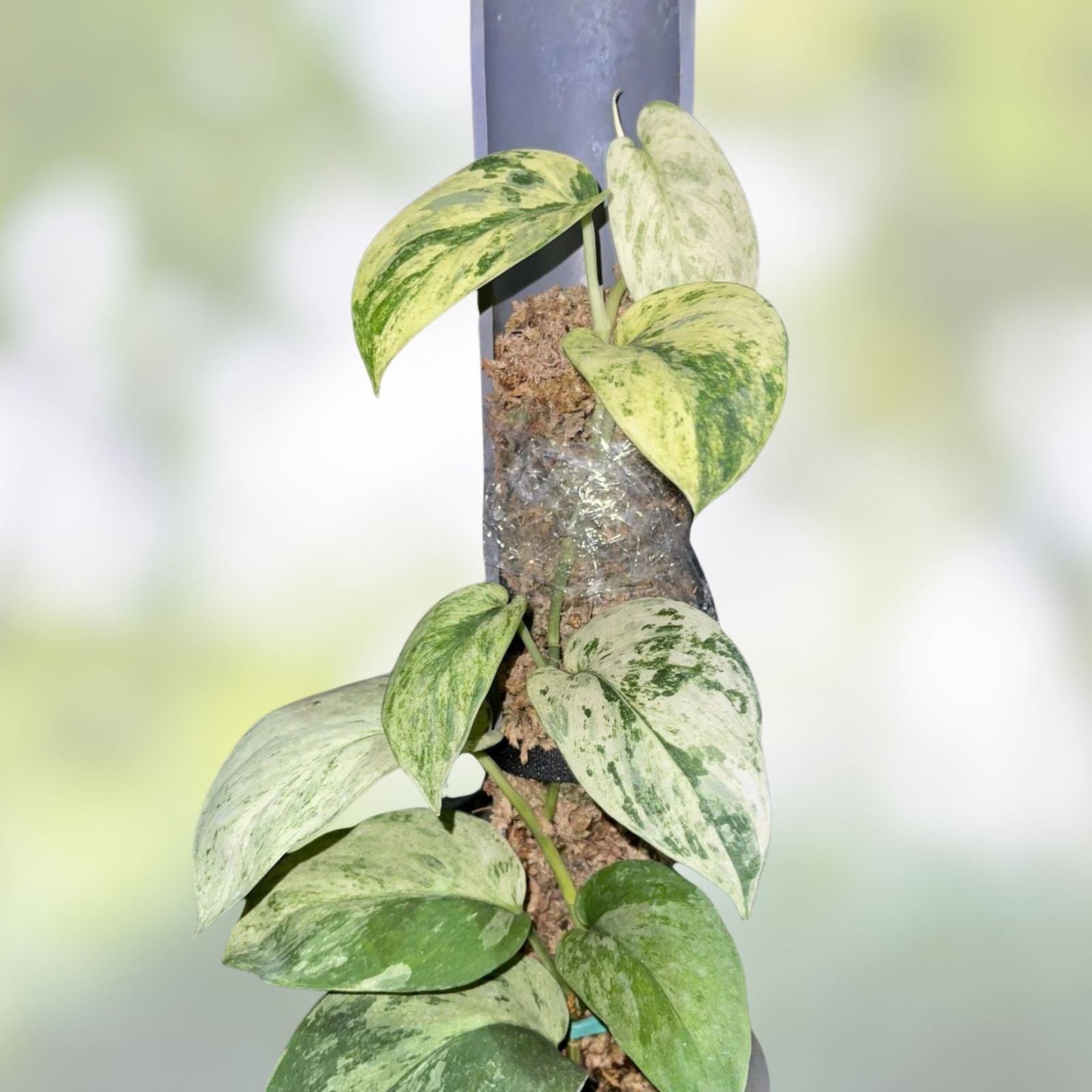 Rooted Cutting Scindapsus Jade Satin Marble Live Plant Epipremnum aureum, Houseplant, Indoor Plant, US Seller