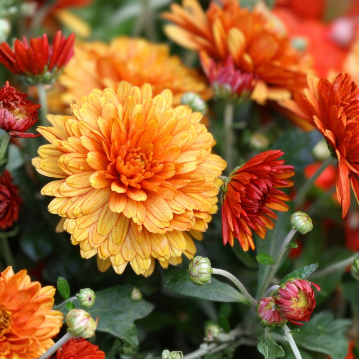 Chrysanthemum Seeds 200+ Destino Peaches Mum Vibrant Flowers Chrysanthemum morifolium