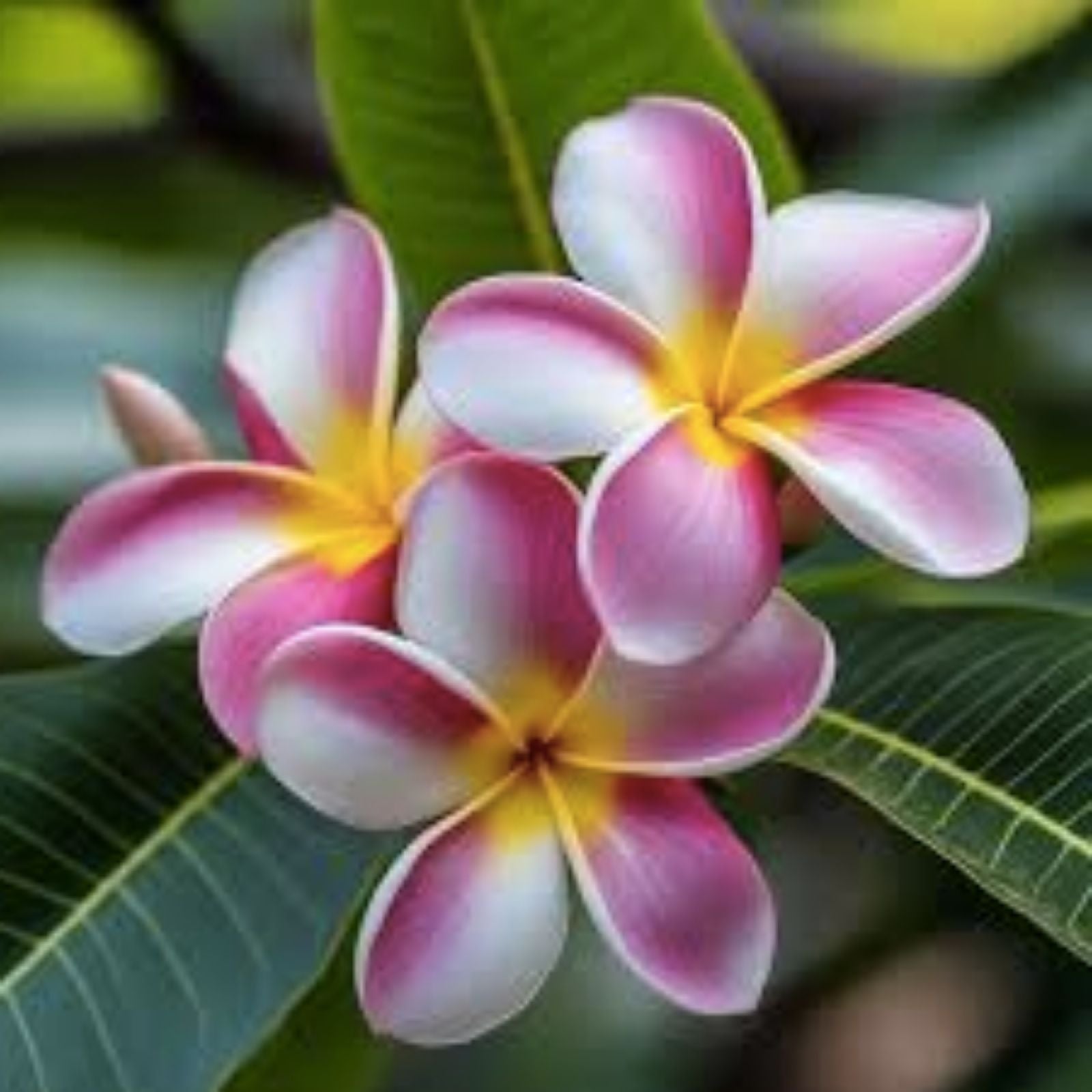 Rooted Plumeria Cutting White Pink Flowers Frangipani Live Plant 12+ Inches