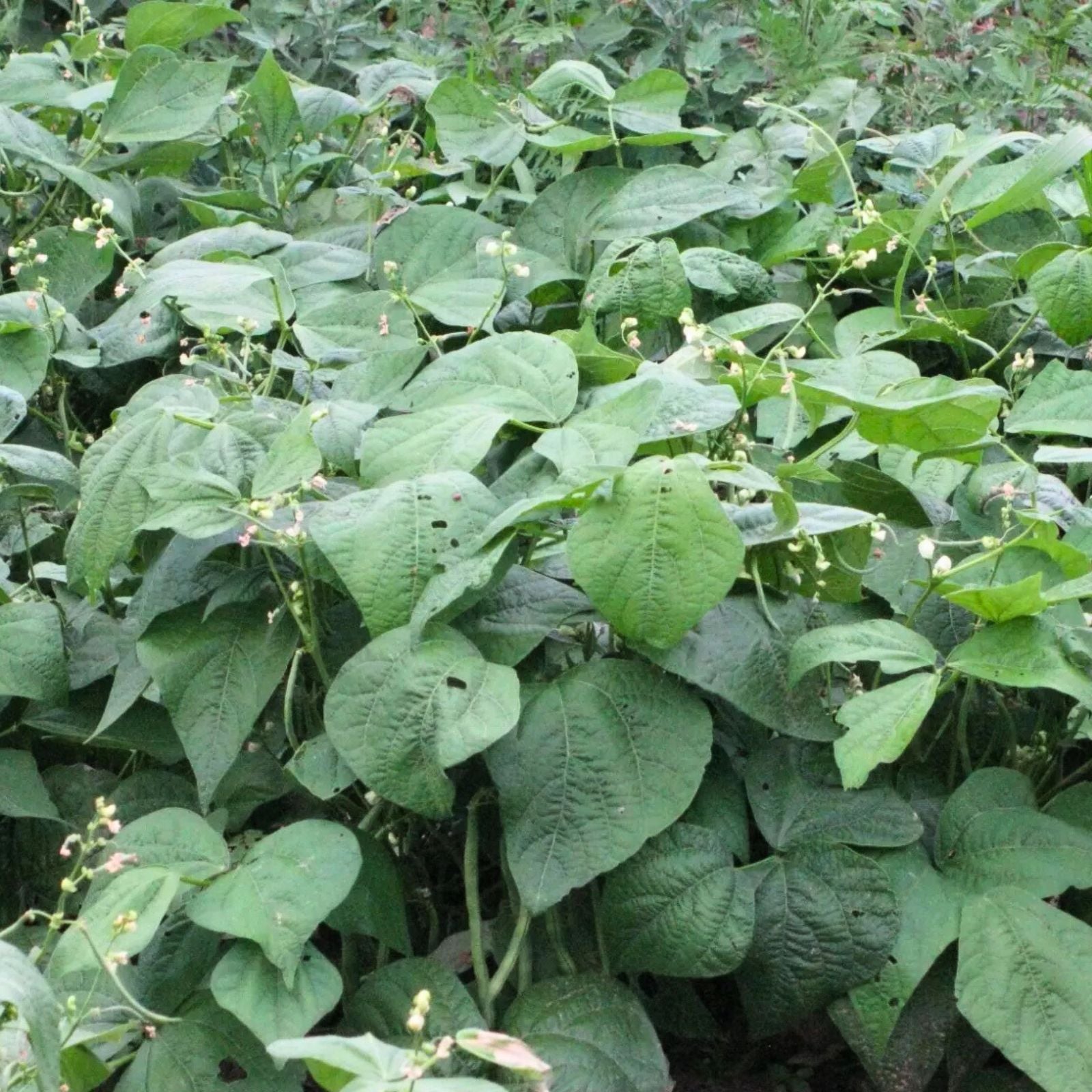 Blue Lake Bush Green Bean Seeds | Heirloom Phaseolus vulgaris Vegetable Seeds for Gardening | Live Plant, Starter, or Cutting