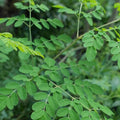 Moringa Oleifera Tree Cuttings 4-8 inches Organic Planting Material, Edible Leaves, Fast Growing Moringa Seedlings