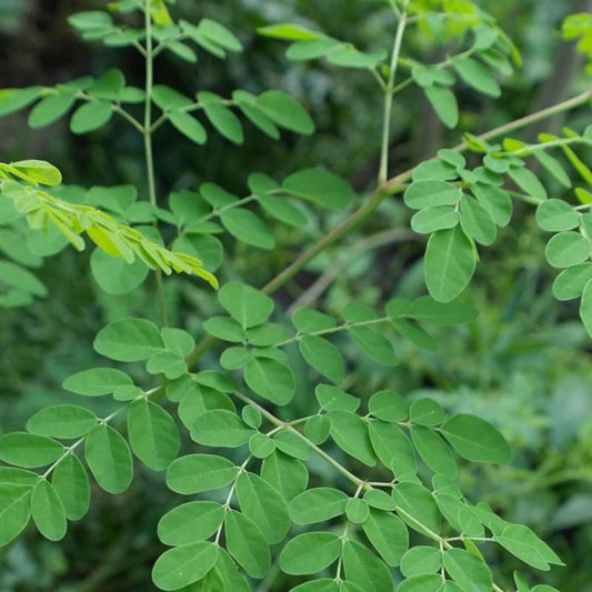 Moringa Oleifera Tree Cuttings 4-8 inches Organic Planting Material, Edible Leaves, Fast Growing Moringa Seedlings