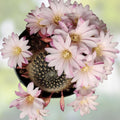 Rebutia Narvaecensis Cactus Plant | Live Succulent | Indoor Houseplant | Colorful, Easy Care, Small Desert Plant