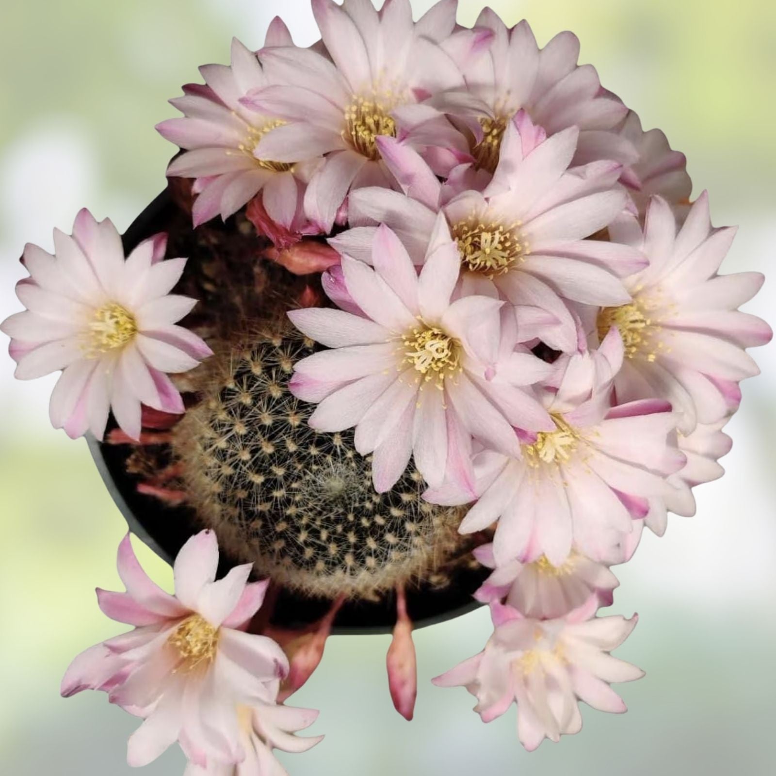 Rebutia Narvaecensis Cactus Plant | Live Succulent | Indoor Houseplant | Colorful, Easy Care, Small Desert Plant