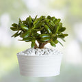 Jade Plant Cutting Crassula Ovata Succulent 8" Indoor Houseplant Live Plant Easy Care Green Starter