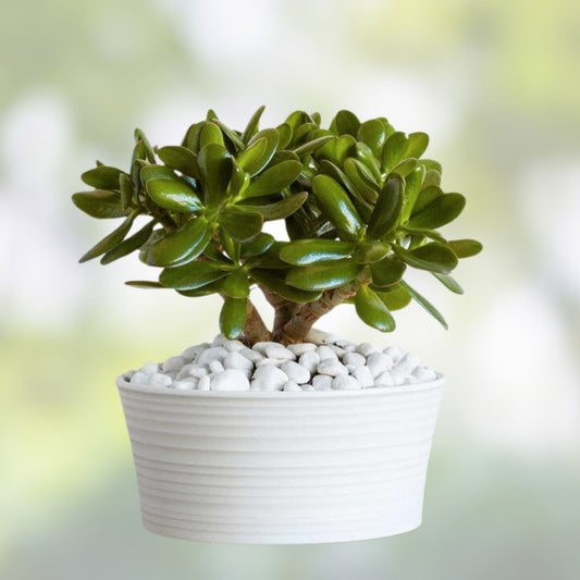 Jade Plant Cutting Crassula Ovata Succulent 8" Indoor Houseplant Live Plant Easy Care Green Starter