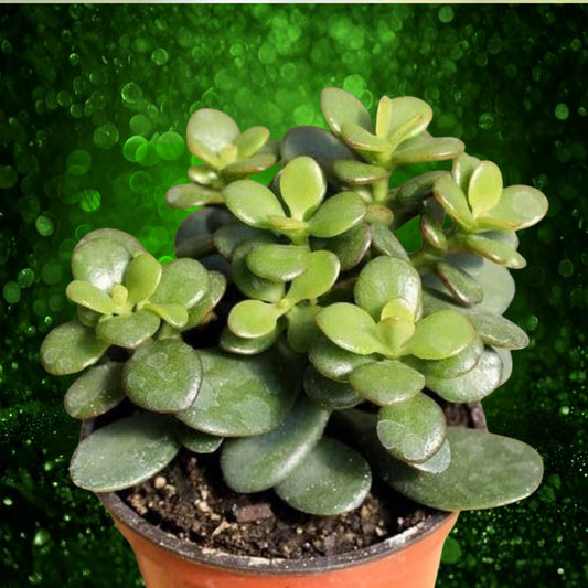 Green Jade Money Tree Succulent Plant 4-6" Crassula Ovata Indoor Houseplant Easy Care Live Cutting