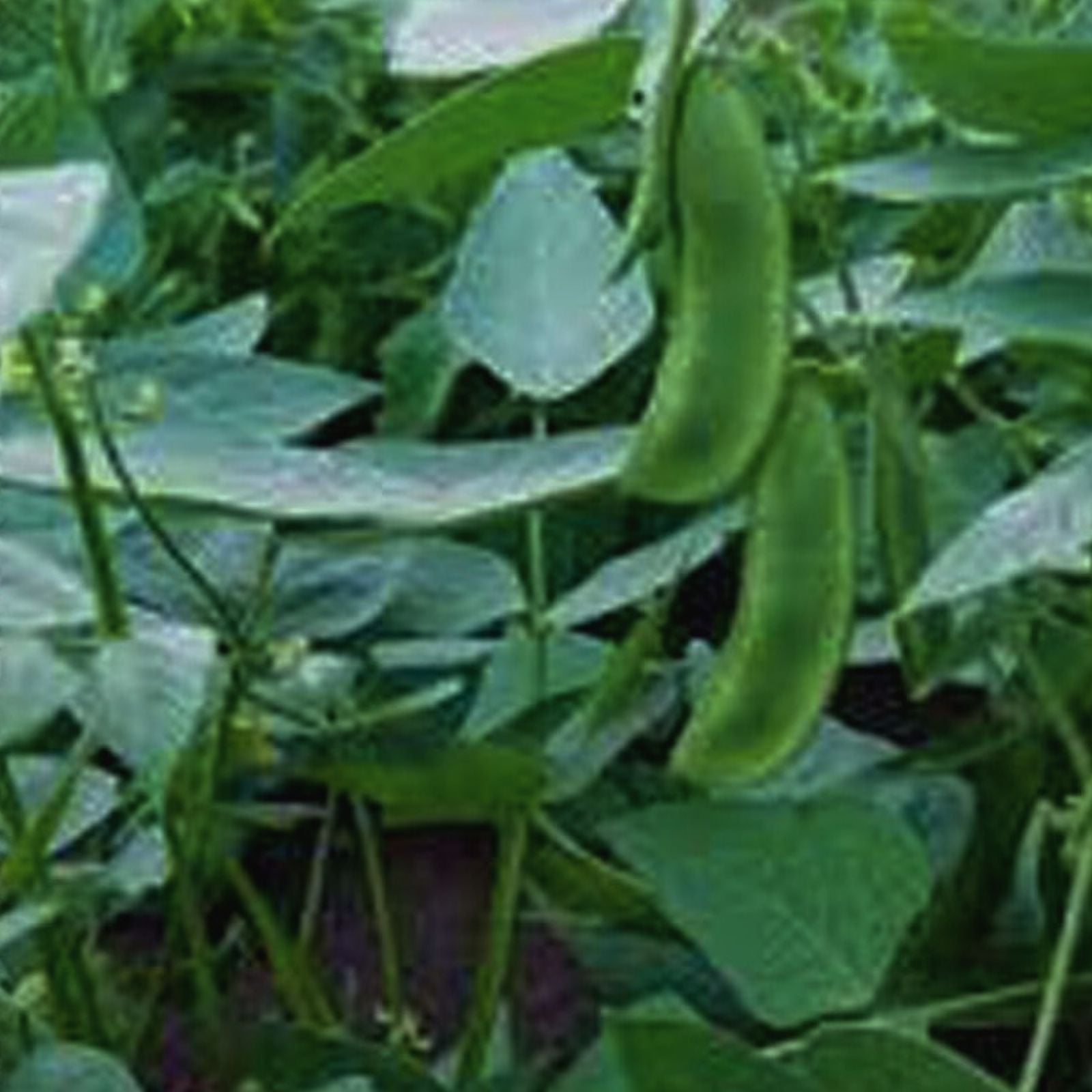 Lima Bean Seeds Henderson Bush Non-GMO Phaseolus lunatus Vegetable Starter Plants 20+