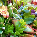 Assorted Organic Succulent Cuttings Variety Pack Live Plants for Garden Terrarium DIY Easy Care